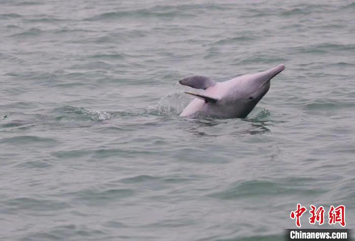 广西最长跨海大桥与“海上森林”同在 大工业与白海豚共存