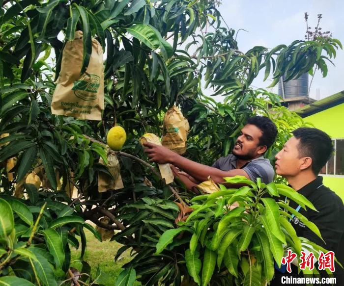 项目组专家在一处芒果生产基地开展田间病虫害防控指导。　中斯南南合作专家组供图